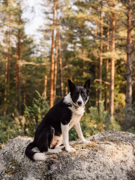 istock Cute border collie mix sitting outdoors on a rock in the forest 1273362680