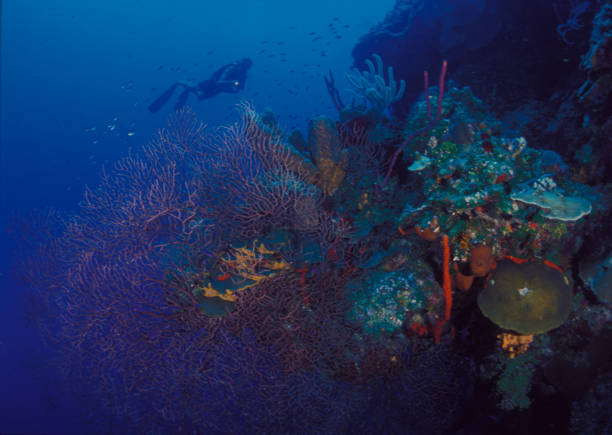 istock Diver and Black Coral 1273362764