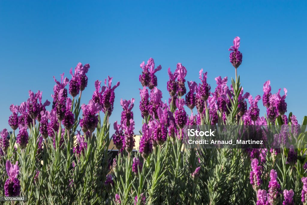 European lavender and purple blooming flowers European lavender and its purple blooming flowers Agricultural Field Stock Photo