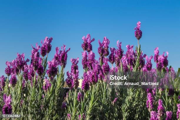 European Lavender And Purple Blooming Flowers Stock Photo - Download Image Now - Agricultural Field, Aromatherapy, Botany