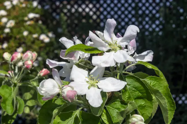 Photo of Blooming flower from granny Smith apple dwarf tree