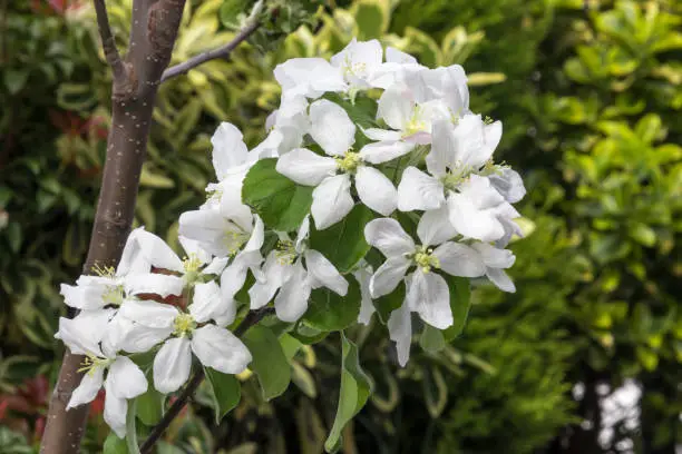 Photo of Blooming flower from granny Smith apple dwarf tree