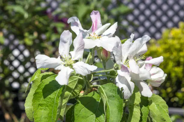 Photo of Blooming flower from granny Smith apple dwarf tree