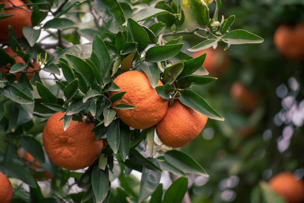 istock Tangerine garden with fruits 1273363729