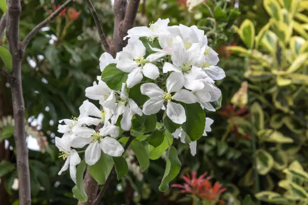 Photo of Blooming flower from granny Smith apple dwarf tree