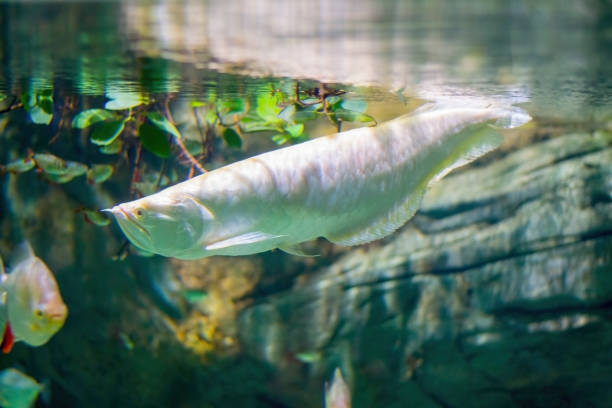 Big, white, relic fish Arovana. In the background, leaves and rocks under water. A large, white fish dives under the water. In the background are views of rock, small fish and leaves. Arovanas relic, prehistoric fish. golden arowana fish stock pictures, royalty-free photos & images