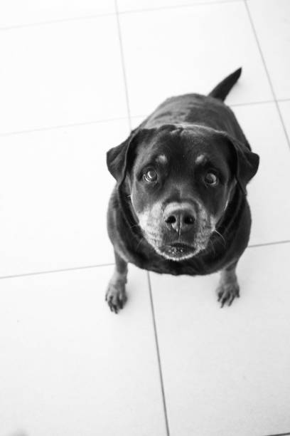 istock rottweiler waiting to get a snack 1273364786
