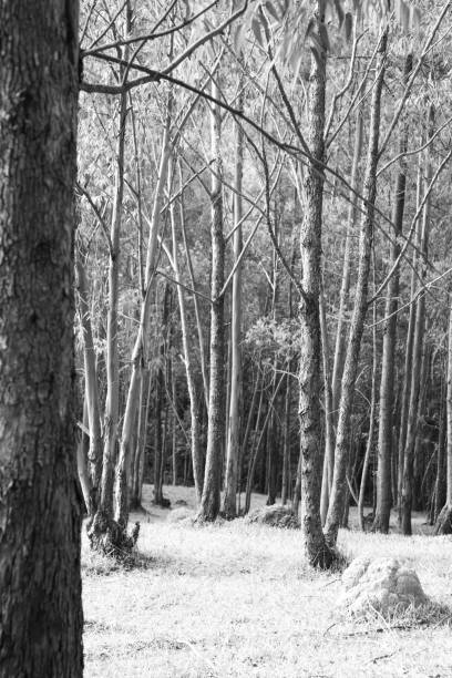 istock forest with tall trees in black and white 1273365088