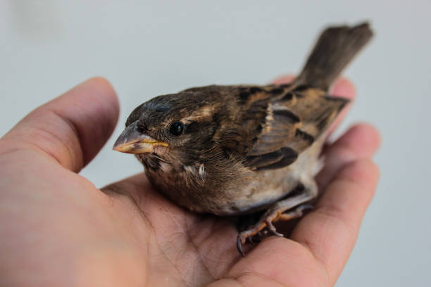 istock a person holding a bird 1273365348