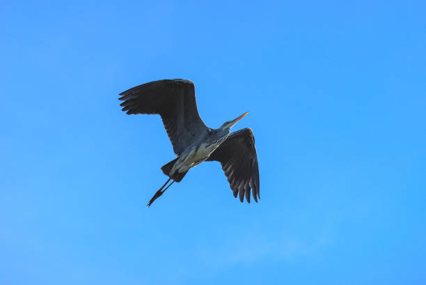 istock flying grey heron photographed from below 3 1273365929