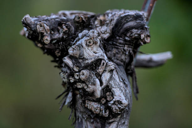 Close-up of a vine