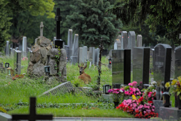 Roe deer at the Vienna Central Cemetery
