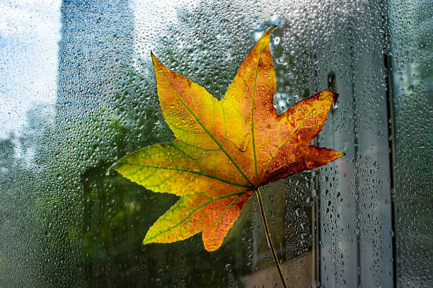Bright colored autumn maple leaf on window in raindrops.