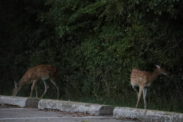 istock Deer in the Park at Dusk 1273367994
