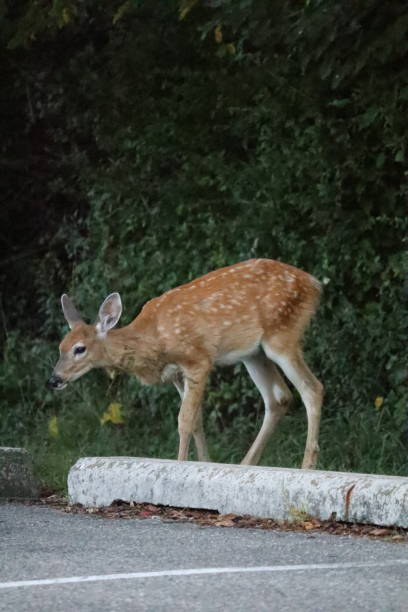 istock Deer in the Park at Dusk 1273368009