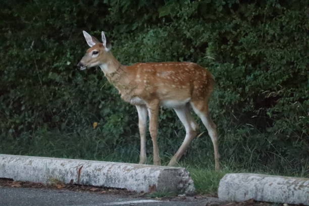 istock Deer in the Park at Dusk 1273368047