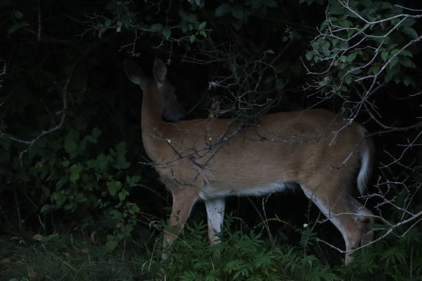 istock Deer in the Park at Dusk 1273368575