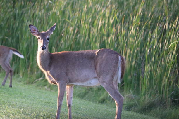 istock Deer in the Park at Dusk 1273368749