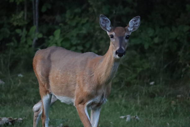 istock Deer in the Park at Dusk 1273368893