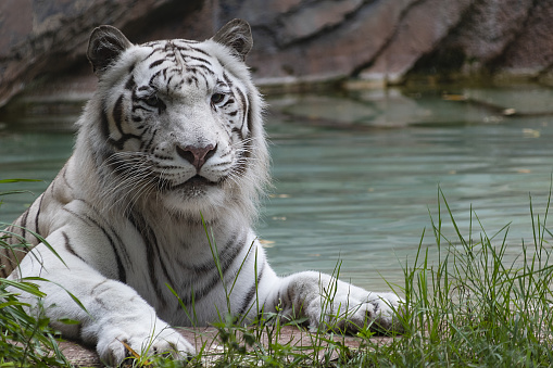 White tiger on the banks of a waterhole