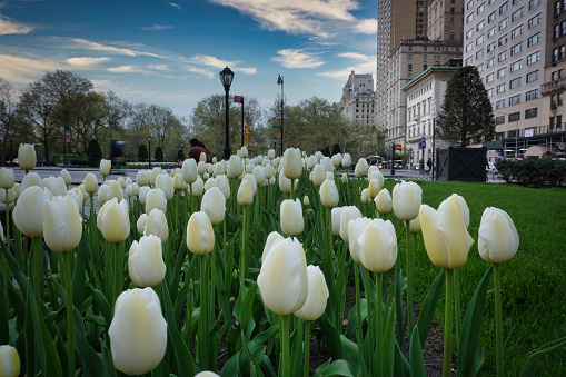 New York City, NY / USA - April 24 2020: New York City Spring landscape, white tulips in the City along 5th Avenue