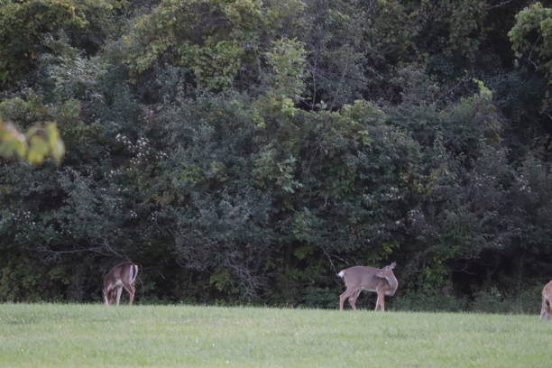 istock Deer in the Park at Dusk 1273369220