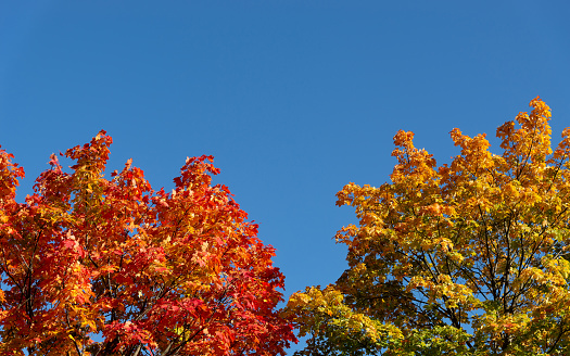Autumn background with crowns of maples with red and yellow leaves against a blue sky. Сopy space