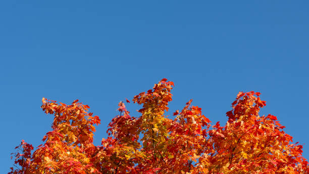 紅�のカエデの冠を持つ秋の背景 - autumn leaf flash ストックフォトと画像