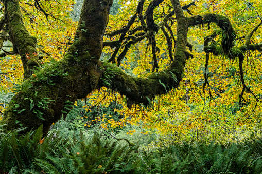 Autumn colors of an old growth maple tree forest near Lake Cowichan on Vancouver Island.
