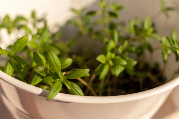 Young green sprouts of satureja in white pot. Natural morning light. Soft selective focus.