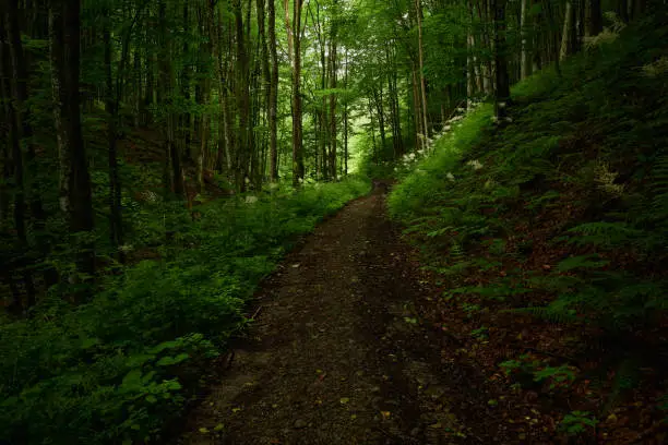 No people mountain dirt road in the Carpathian woods