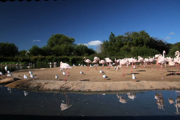 istock A view of some Flamingos 1273372969
