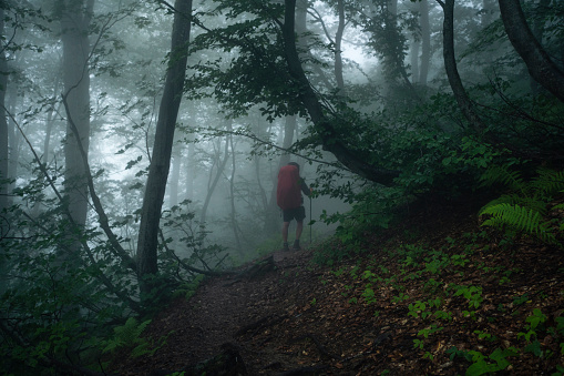 Man walks alone through the misty forest