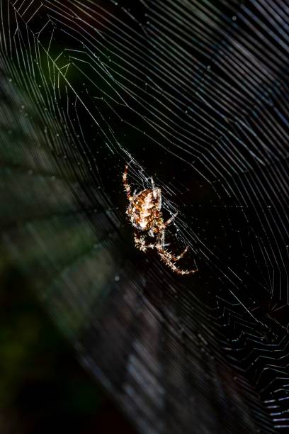 istock Fake Widow Garden Spider. 1273374423
