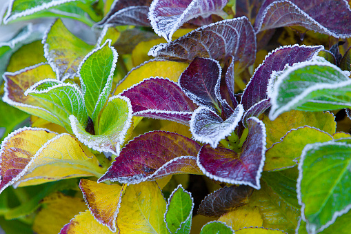Macro photo of frost lined foliage in bright fall colors.