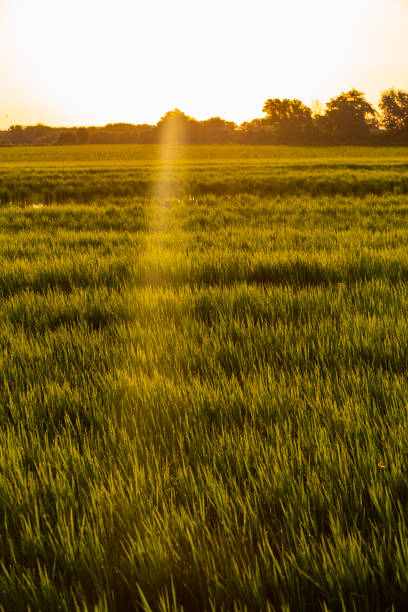 istock Sun shining flare on a green rice field plain landscape 1273375676