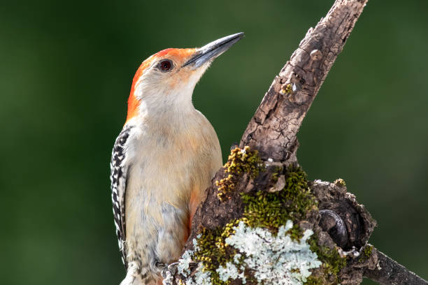 istock Profile of Curious Red-Bellied Woodpecker in the Tree Branches 1273376379