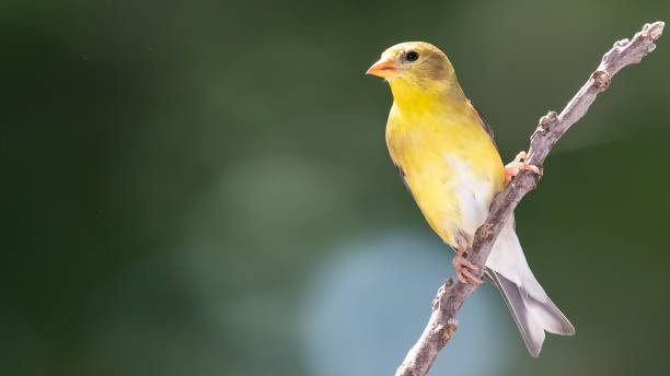 istock American Goldfinch Perched on a Slender Tree Branch 1273376656