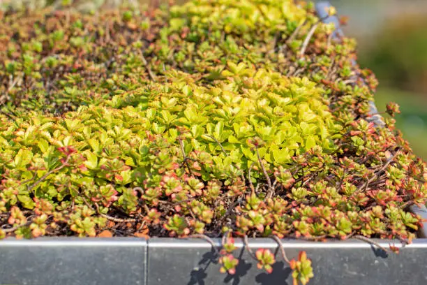 Green roof with different plants