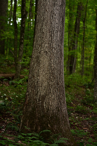 White oak tree on hillside in Connecticut. This hardwood species grows to be one of the biggest and most wind-resistant trees in the Eastern Deciduous Forest.