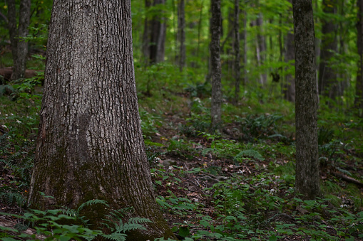 White oak tree in Connecticut forest. This hardwood species grows to be one of the biggest and most wind-resistant trees in the Eastern Deciduous Forest.