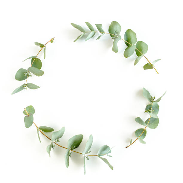 Wreath made of branches eucalyptus, leaves isolated on white background. Flat lay, top view. floral concept