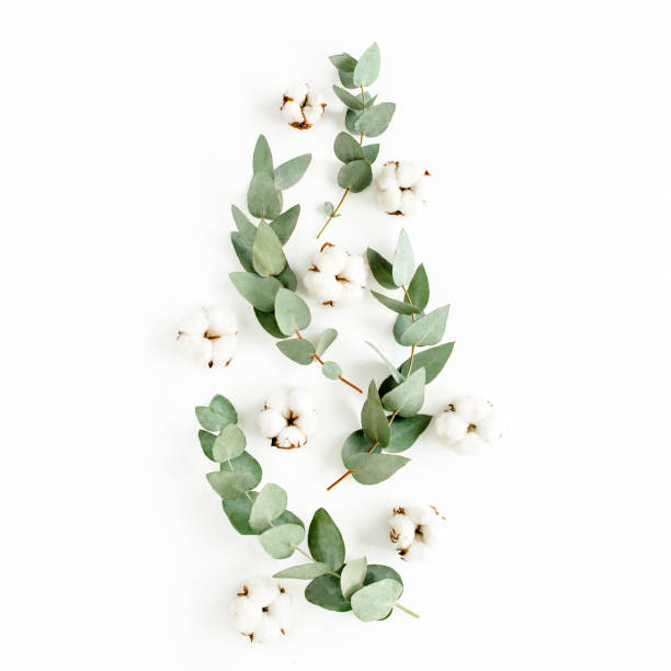 istock Abstract pattern made of branches eucalyptus, leaves and cotton isolated on white background. lay flat, top view 1273379640