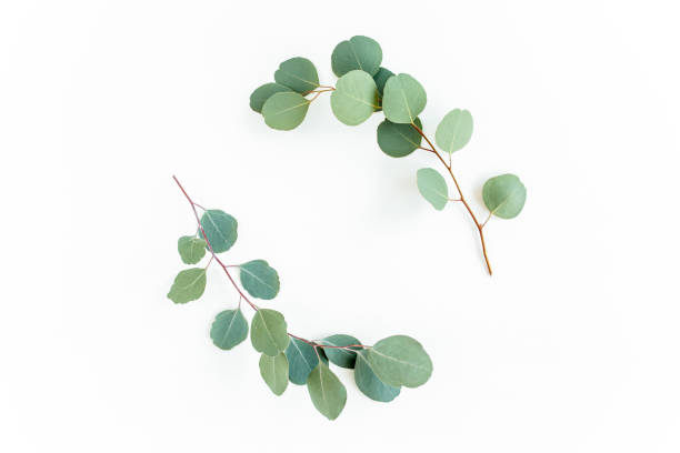 istock Wreath frame made of branches eucalyptus and leaves isolated on white background. Flat lay. Top view 1273379707
