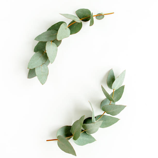 istock Wreath frame made of branches eucalyptus and leaves isolated on white background. lay flat, top view 1273379796
