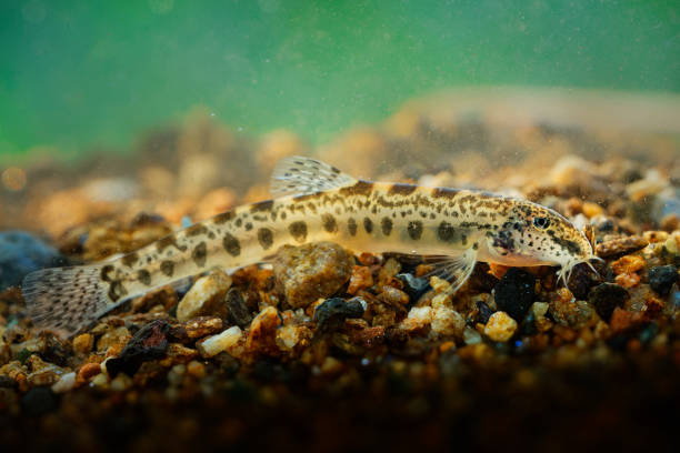 Golden Spined Loach - Sabanejewia balcanica is a genus of ray-finned fish in the family Cobitidae. Very similar (the same look) as Romanian, Balkan, Aral, Italian, Caspian, Carpathian Golden Loach Golden Spined Loach - Sabanejewia balcanica is a genus of ray-finned fish in the family Cobitidae. Very similar (the same look) as Romanian, Balkan, Aral, Italian, Caspian, Carpathian Golden Loach. spined stock pictures, royalty-free photos & images