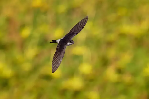 Common House-Martin - Delichon urbicum black and white flying bird eating and hunting insects, also called northern house martin, swallow family, breeds in Europe, north Africa and across the Palearctic.