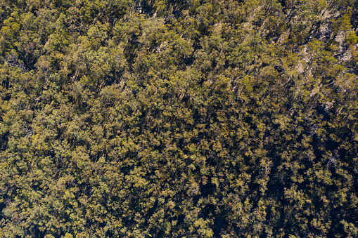 Aerial view of a tree canopy in The Blue Mountains in regional New South Wales in Australia