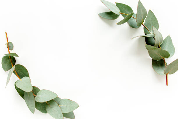 istock Wreath frame made of branches eucalyptus and leaves isolated on white background. lay flat, top view 1273380816