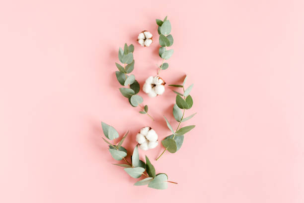 istock Abstract pattern made of branches eucalyptus, leaves and cotton as eight isolated on pink background. Flat lay, top view. floral concept 1273381592